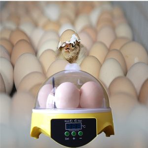 Chicken egg incubators
